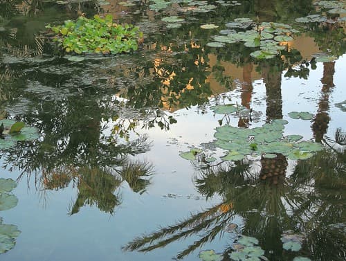 Bahamas (Paradise Island) Reflection of palm trees on the water lily pond