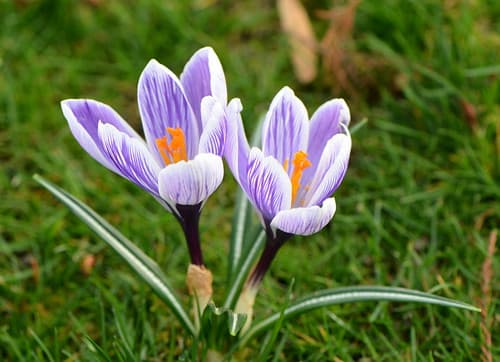 De saison :-)