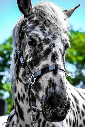 Giving the eye.