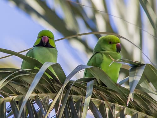 Rose-ringed Parakeet-1746