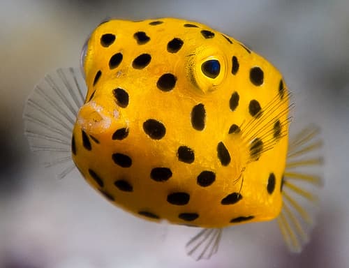 Yellow boxfish, young juvenile - Ostracion cubicus