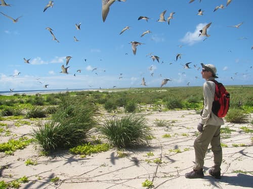 Laysan Island - Bird Sightings - Sep 2013
