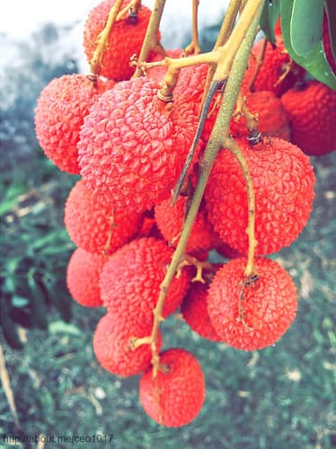 Litchi