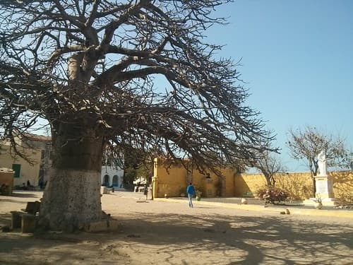 mighty-baobab