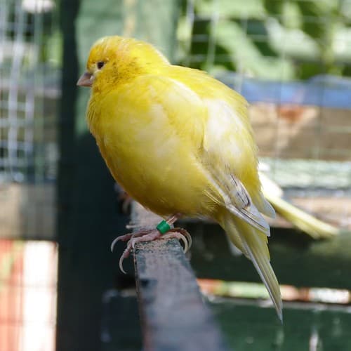 Canaries Canaries — photo de steve p2008