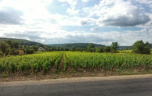 Vineyard, Marsannay la Côte, Burgundy.