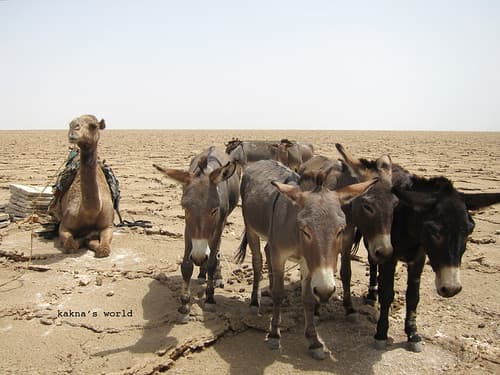 eth_danakil_transport