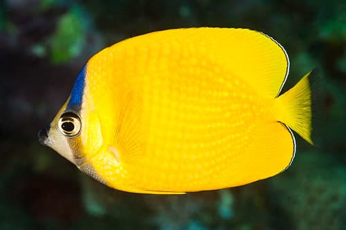 Blacklip butterflyfish - Chaetodon kleinii
