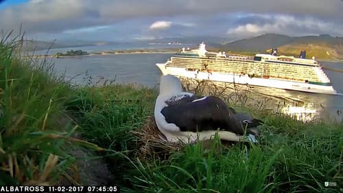 Celebrity Solstice arriving Otago Harbour 11 February 2017