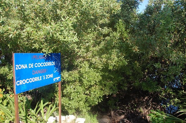 les crocodiles de cancun