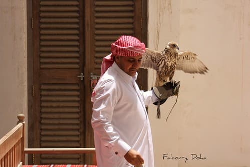 Falconry, Doha, Qatar.