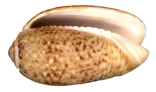 Oliva spicata (Röding, 1798)
