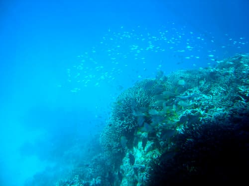 Great Barrier reef - underwater