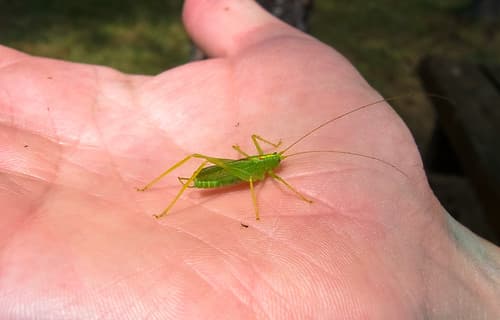 Grasshopper