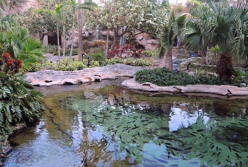 Bahamas (Paradise Island) One of the beautiful gardens