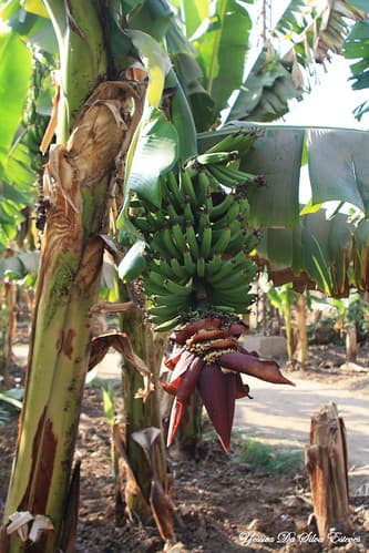 Sur les bords du Nil, Banana Island, Egypt