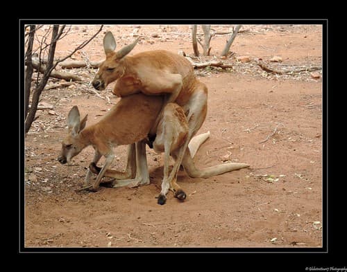 Prière de ne pas déranger- Do not disturb- Kangourous roux- Red Kangaroo- Desert Park- Alice Spring- Northern Territory- Australie