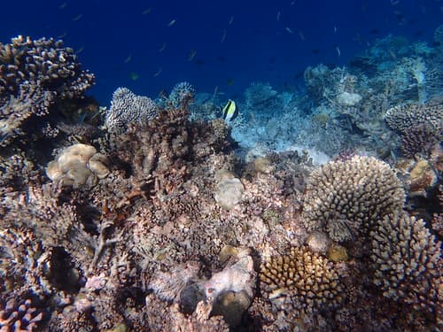 Maldives