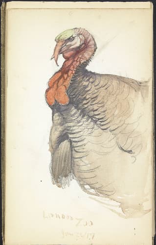 Turkey, London Zoo, England / Dinde, zoo de Londres, Angleterre