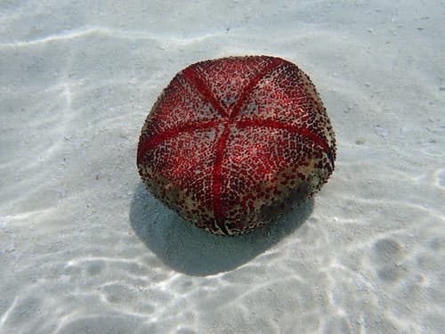 Maldives