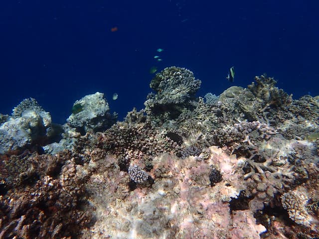 Meerufenfushi Juin