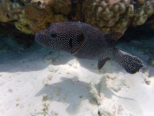 Maldives