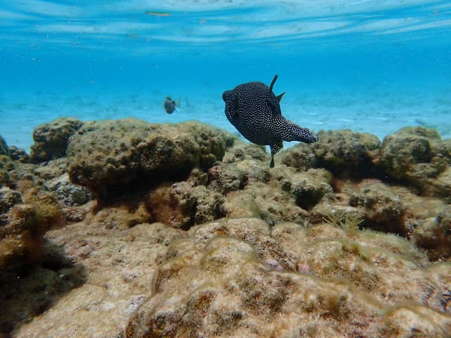 rihiveli