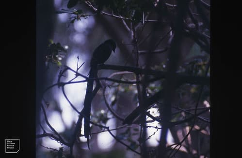 Pin-tailed whydah. White throat. Victoria Falls and Harare