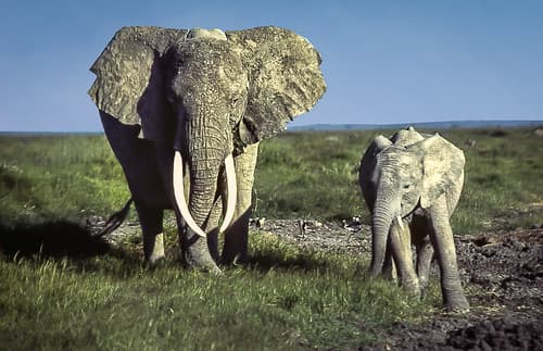 African Bush Elephant, Amboseli National Park, Kenya
