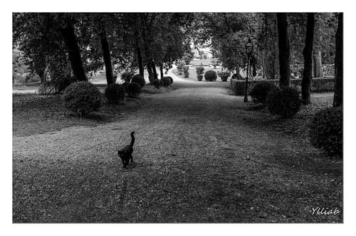 Le Chat de Toscane