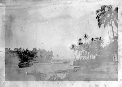 Untitled photograph of river and palm trees