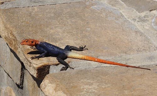 Namibia 2018-52