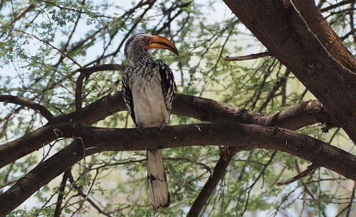Namibia 2018-23