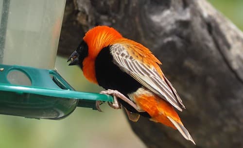 Namibia 2018-56