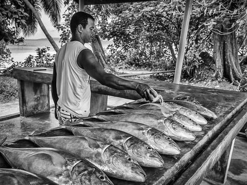 fresh fish