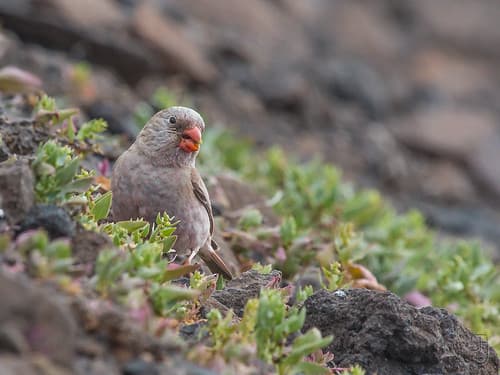 Trumpeter Finch (Bucanetes githagineus amantum)-8041
