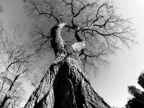 Halifax Public Gardens Tree