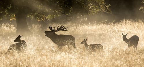 In the morning light