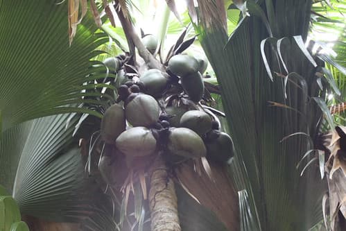 Coco de Mer - Female