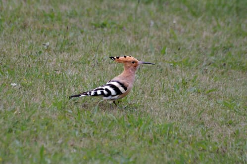 Oiseaux du jardin. Huppe fasciée.