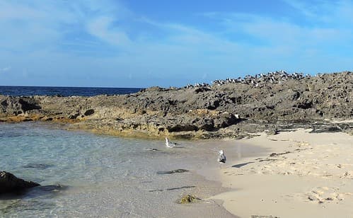 Bahamas (Paradise Island) A colony of seagulls living on coral reefs1