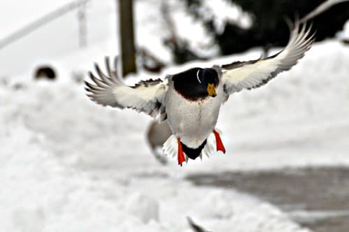 Springbank Park,London, Ontario