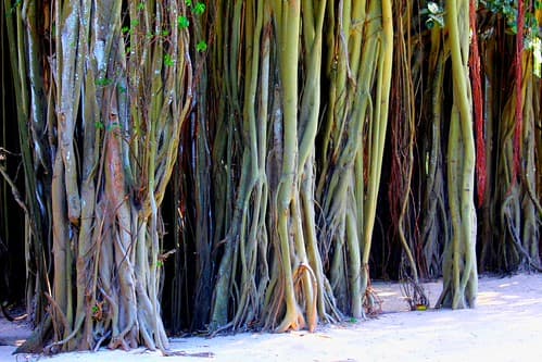 IMG_9317/Ile Maurice/Trou Aux Biches/Big Banyan/ Racines Ficus Benghalensis/Ficus Roots falling to the ground