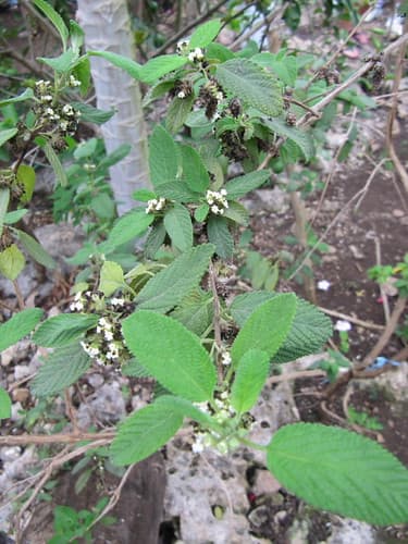 Unknown shrub (Lantana?)