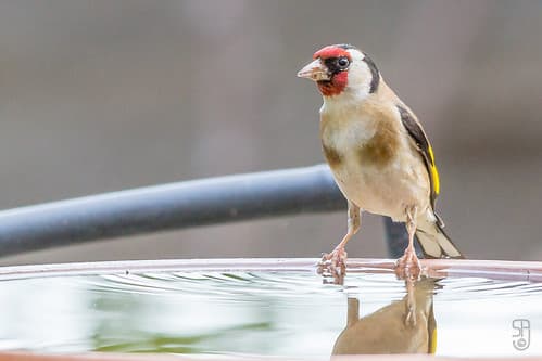 European Goldfinch (nominate)(Carduelis carduelis carduelis)-3165