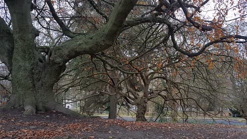 Arbres Citadelle de Namur