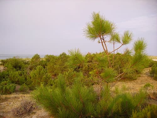 Dune in Cap Ferret