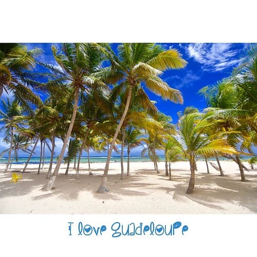 La désirable Plage à Fifi #Guadeloupe #desirade #promoguadeloupe #Vwalovan2015 #plage #dream #ig_caribbean #love_caribbeanSea #love_caribbeanSea #cocotier
