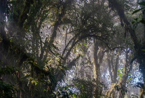 Monteverde Cloud Forest, Costa Rica