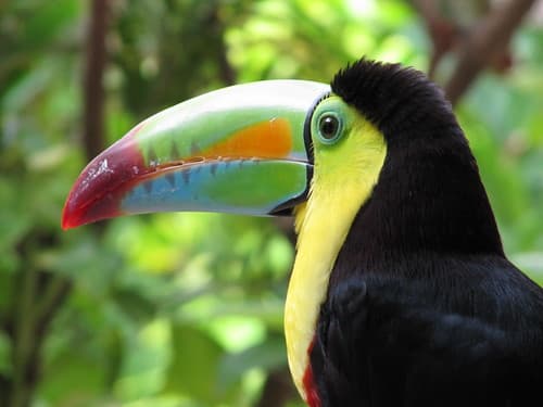 Toucan de Carthagène (Colombie)